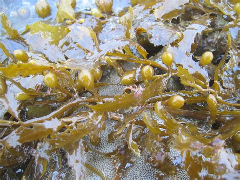 Sargassum Seaweed Or Brown Algae Flickr Photo Sharing