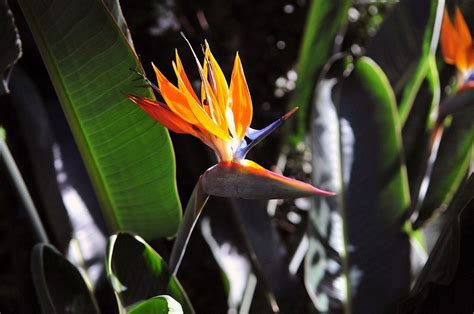 Уход за стрелицией королевской — Ботаничка