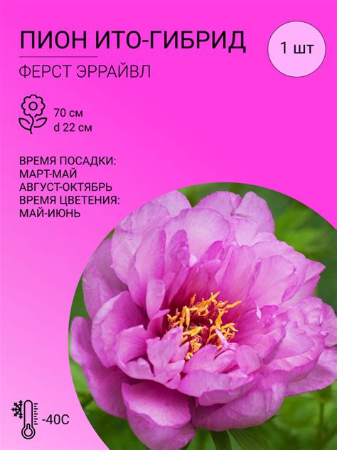 Пионы Ито гибрид Пион 1 шт - купить по выгодным ценам в интернет ...