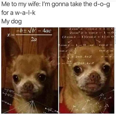 Taking The Dog For A Walk Meme By Knightofcydonia Memedroid