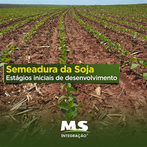 A Semeadura Da Soja Safra Est Seguindo Bem Em Mato Grosso Do