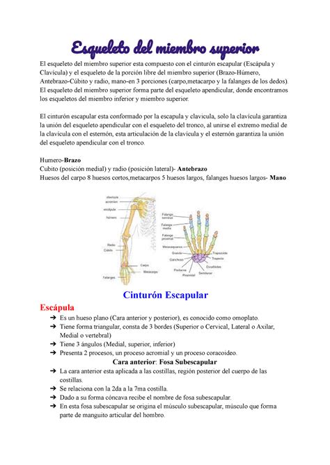 Huesos del esqueleto del miembro superior Anatomía Humana Esquelet