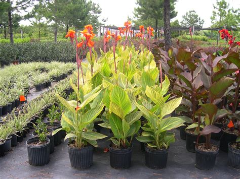 Канна в горшке (76 фото) - фото - картинки и рисунки: скачать бесплатно