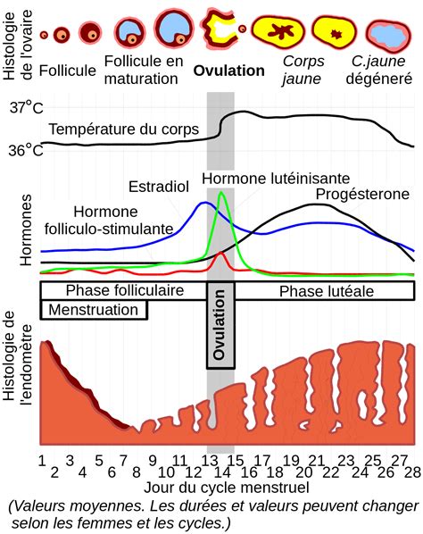 Menstruation — Wikipédia