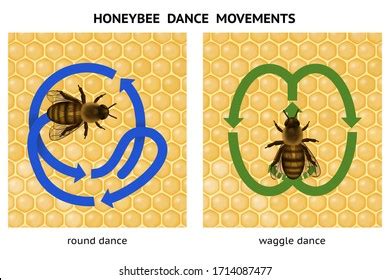 1,350 Bee dance Images, Stock Photos & Vectors | Shutterstock