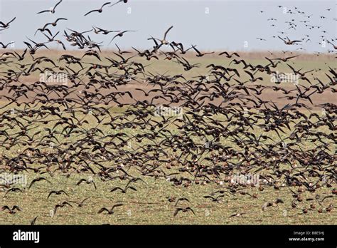 Flock of Red Breasted Geese flying Stock Photo - Alamy