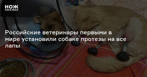 Российские ветеринары первыми в мире установили собаке протезы на все ...