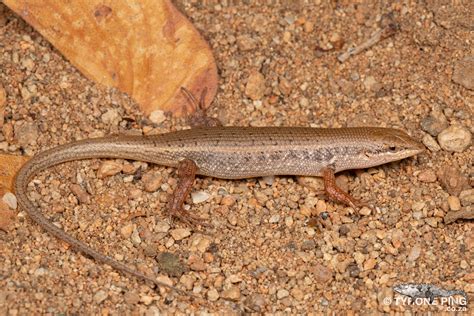 Trachylepis Punctulata Speckled Sand Skink