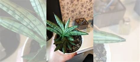 Сансевиерия инти купить в Челябинске | Товары для дома и дачи | Авито