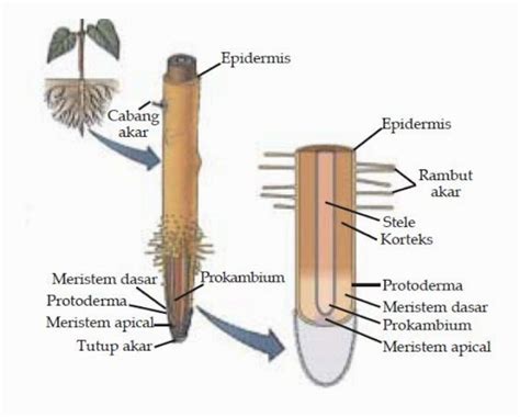 Jenis Jenis Akar Dan Akar Khusus