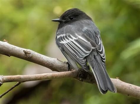 Black Bird With White Belly