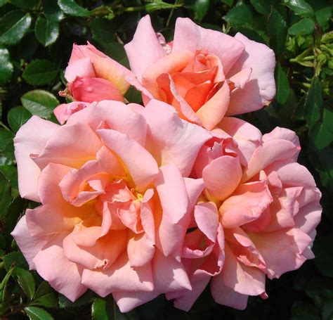 Компашен. Плетистые розы