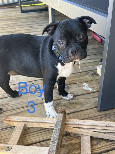 Boston Terrier X French Bulldog - San Remo - PetsForHomes