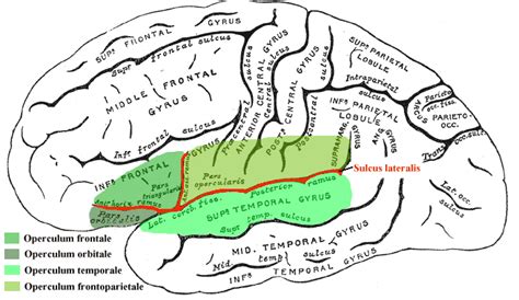 Sulcus Lateralis AnthroWiki