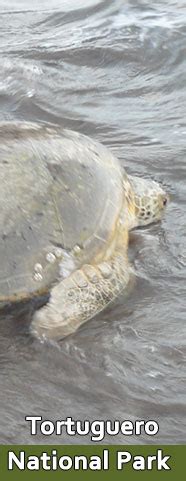 Index Of Spa Tortuguero Caribbean Paradise Tortuguero Costa Rica