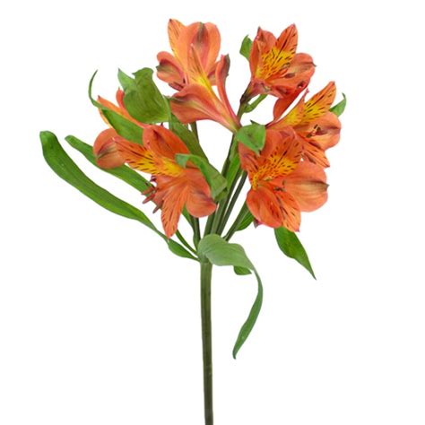 peruvian lily bride blossom