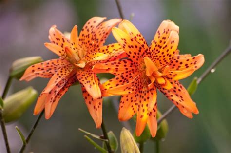 How To Grow Tiger Lilies Growing Guide Garden Lovers Club