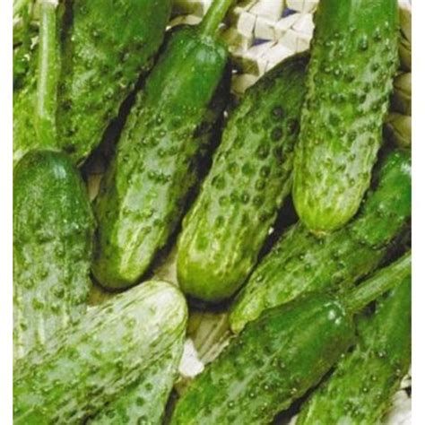 Купить Огурец для маринования Арктика F1 Цена, фото, описание, отзывы ...