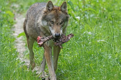 Wolf verletzt Frau und tötet Hund Jäger