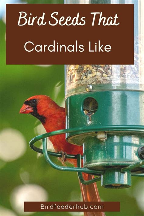 Best Bird Seeds for Attracting Cardinals