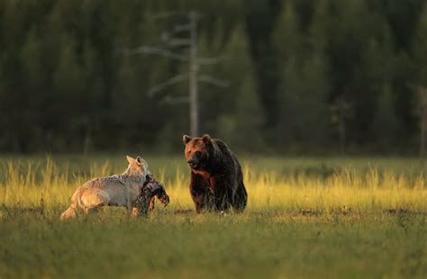 Fot Grafo Registra Amizade Inusitada Entre Urso E Loba Topbiologia