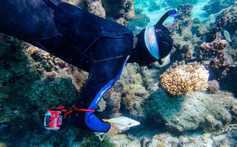 Coral Calamity: Scientists Uncover Hidden Perils of Bleaching