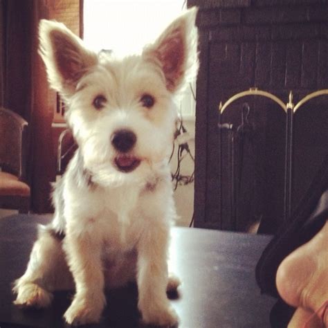 Yorkie Husky Mix