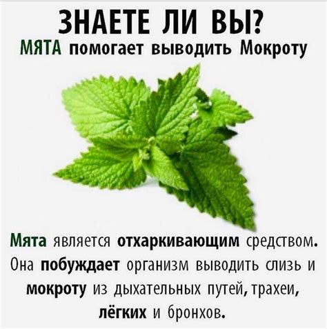 Мята для лица: способы и особенности применения, рейтинг средств
