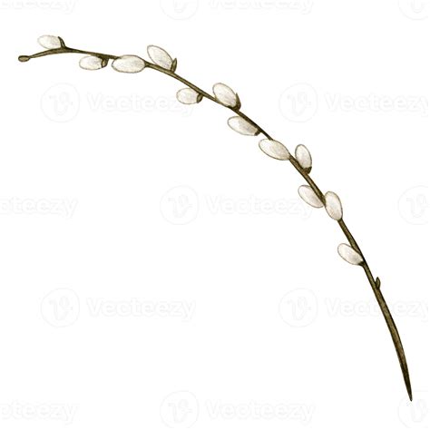 Watercolor Pussy Willow Decoration PNG