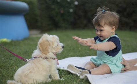 Lares Brasileiros Têm Mais Cachorros Do Que Crianças Revista Crescer