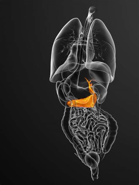 Causes of gallstones | The Indian Express