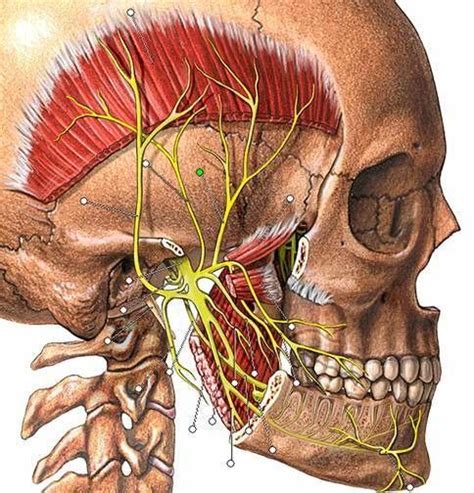 Nervio Trig Mino Mandibular Human Body Anatomy Dental Anatomy