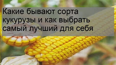 Идеальный сорт кукурузы для варки и консервирования - спрашивайте у ...