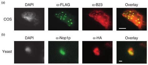 Subcellular Localization Of Scnog1 And Hsnog1 Flag Hsnog1 Localizes To