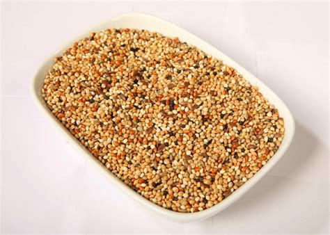 Чумиза для попугаев красивые фото и картинки — Каталог Фото