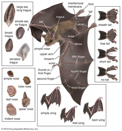 images of bats folding wings - Google Search in 2020 | Bat anatomy, Bat
