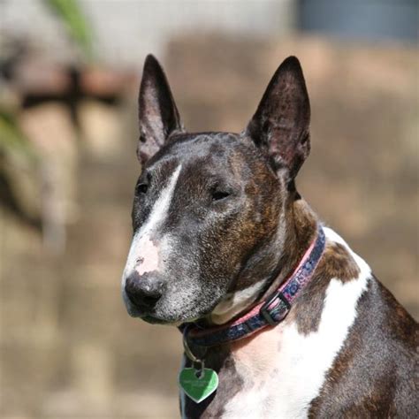 Do Bull Terriers Bite