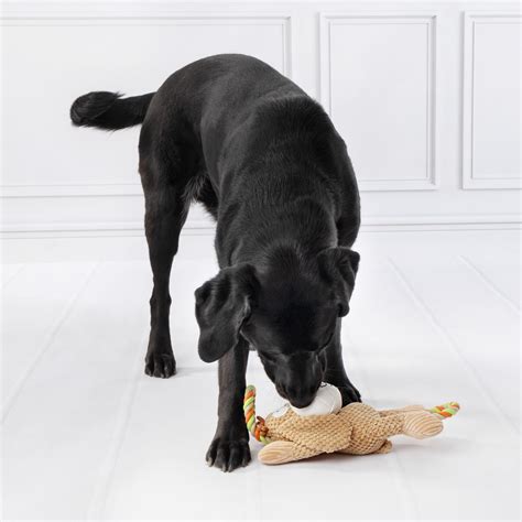 DOG TOY RABBIT ⋆ Edupet