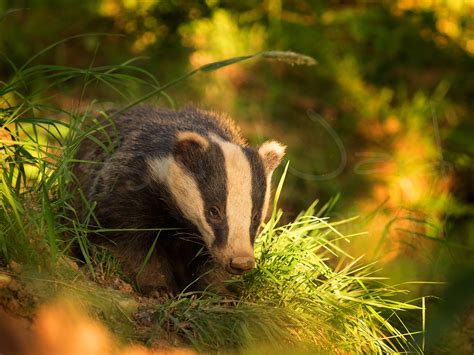 Golden Grass - Tesni Ward Photography