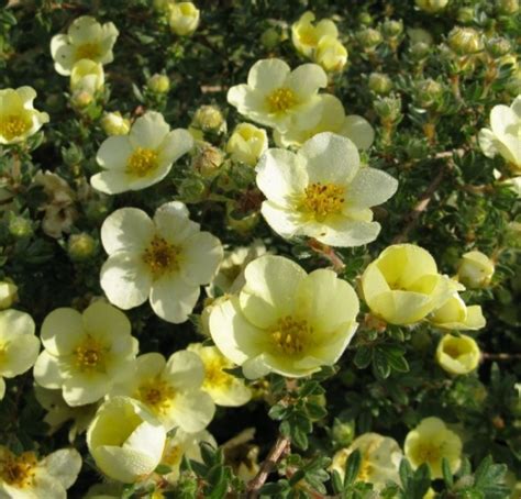 Potentilla Fruticosa Primrose Beauty Vil Goss Rga Cserj S Pimp