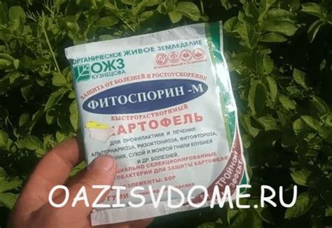 Как развести Фитоспорин и обработать им картофель перед посадкой ...
