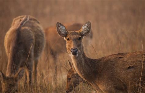 Just Conservation - India’s militant rhino protectors are challenging ...