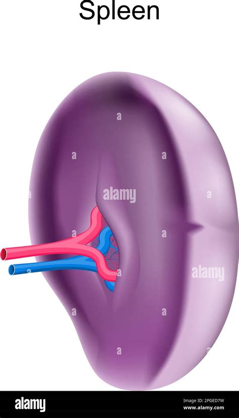 Spleen Realistic Internal Organ Of Lymphatic System Vector