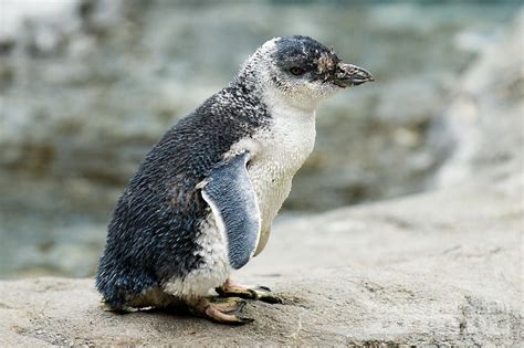 Kororā (Little Penguin) Breeding Season in New Zealand 2024-2025 - Rove.me