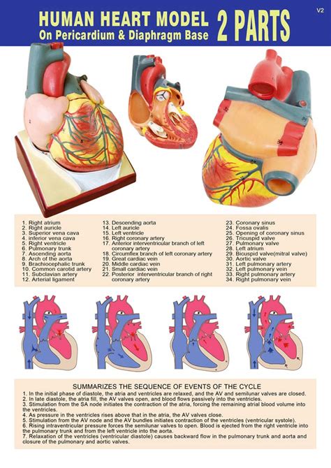 Buy Newest Design Life Size Human Heart Model Parts