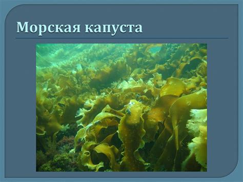 Бурые водоросли фукус - 58 фото