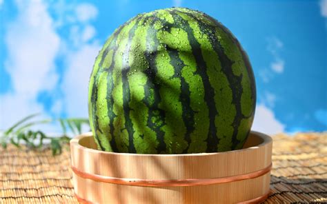 【先行予約】大玉すいか『祭ばやし』 1玉（7～8kg）スイカが持つ食味を最大限まで極めた大きめ品種！ ／ 果物 フルーツ 西瓜 スイカ ギフト ...