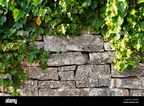 Old Stone Wall With Ivy Stock Photo Alamy