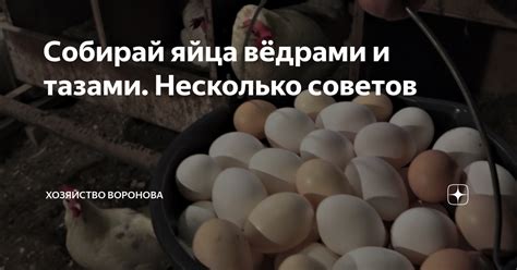Собирай яйца вёдрами и тазами. Несколько советов | Хозяйство Воронова ...