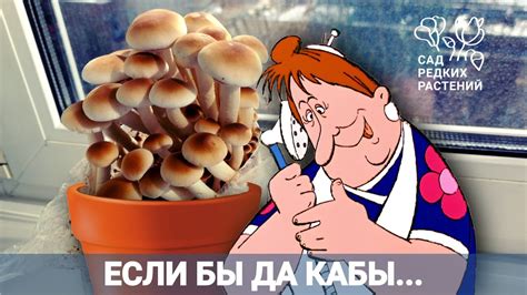 Если бы да кабы на окне росли грибы. Домашнее грибоводство, или как я ...